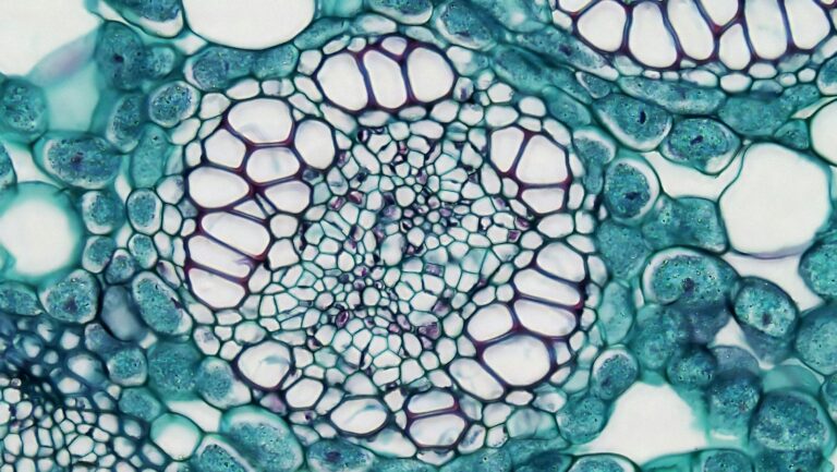 Corte de tecido vegetal visto em microscopia
